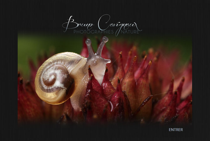 Conception & Webdesign Bruno Cavignaux par NaturelleComm